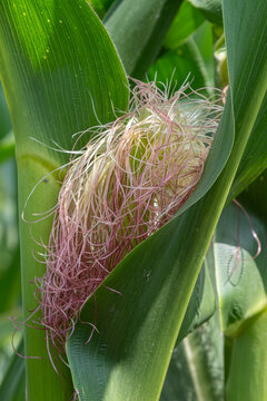 Close-up view of corn silk emerging from healthy corn plants in a vibrant field during the growing season under bright sunlight