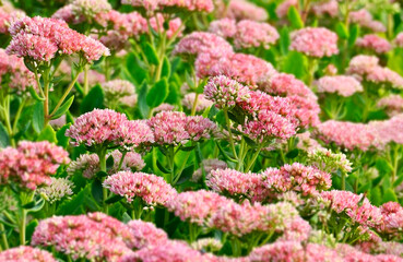 Pink sedum (Hylotelephium telephium) blossom