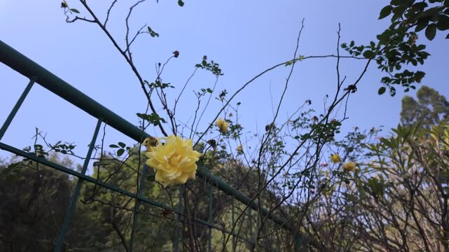 Close Up of a Bright Yellow Rose Blooming on a Fence Against a Clear Blue Sky