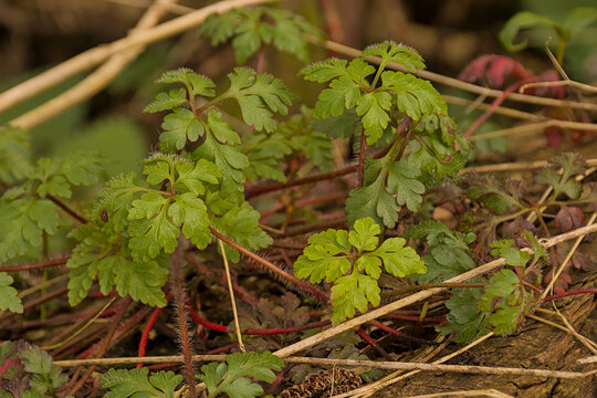 closeup of the palmate leafs of a herb-robert plant - geranium robertianum 