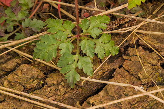 closeup of the palmate leafs of a herb-robert plant - geranium robertianum 