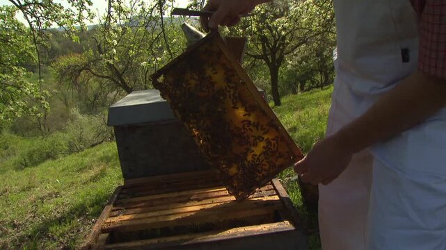 beekeeper removing honeycomb from hive with tool