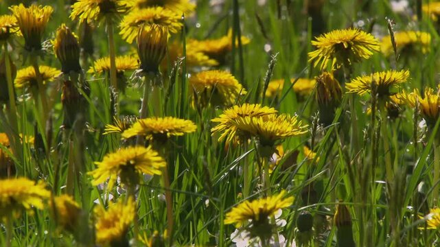 spring meadow carpet of yellow dandelions and  cuckooflowers (slide)