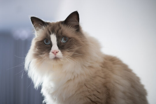 ragdoll cat with blue eyes