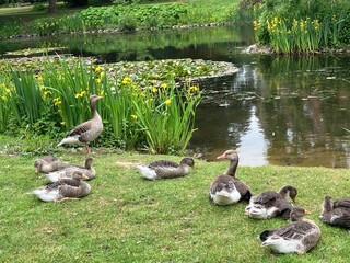 Wohlf&uuml;hlen am Teich