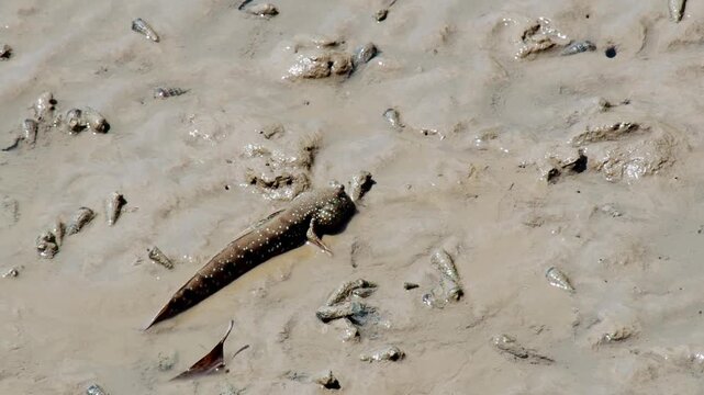 A mudskipper fish in its natural habitat, partially submerged in the mud