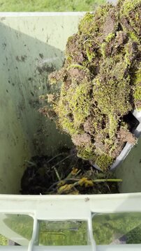 Vertical video social media - Closeup of moss (flowerless plant) which has been removed from the roof of a property, being tipped from a shovel into a green waste recycle bin.