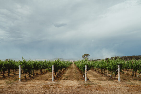 Perspective view down a row of grapevines at a Mudgee winery