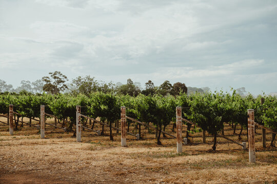 Angled view of grapevine rows at a Mudgee winery
