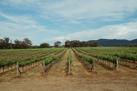 Expansive rows of grapevines in Mudgee, NSW