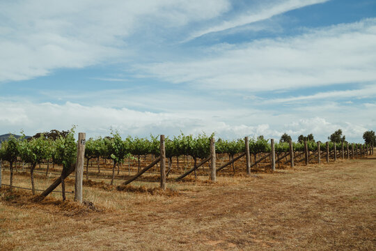 Angle view of Mudgee vineyard rows with timber trellis posts