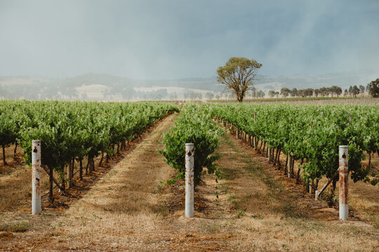 Perspective view down a row of grapevines at a Mudgee winery