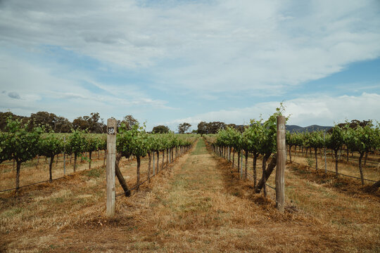 Expansive rows of grapevines in Mudgee, NSW