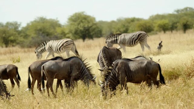 Scene of Wildebeest antelope herd and zebras breeding on savannah fields. Wild mammal animals of South Africa concept. Safari tourism. Wildlife of Tanzania. Migrating animals. Serengeti national park