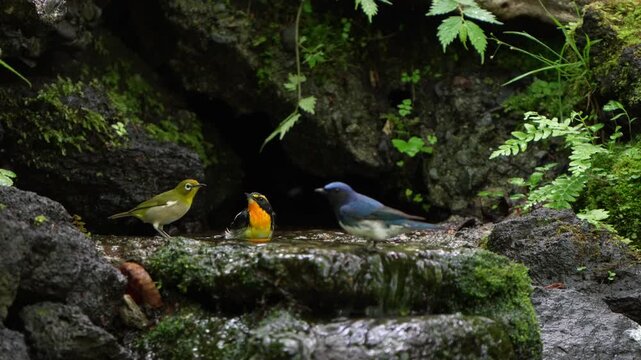 4K: Narcissus Flycatcher, Blue-and-White Flycatcher, and Warbling White-eye bathing together in Yamanakako, near Mt. Fuji.