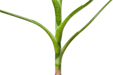 Fototapeta premium Dieffenbachia trunk isolated on white