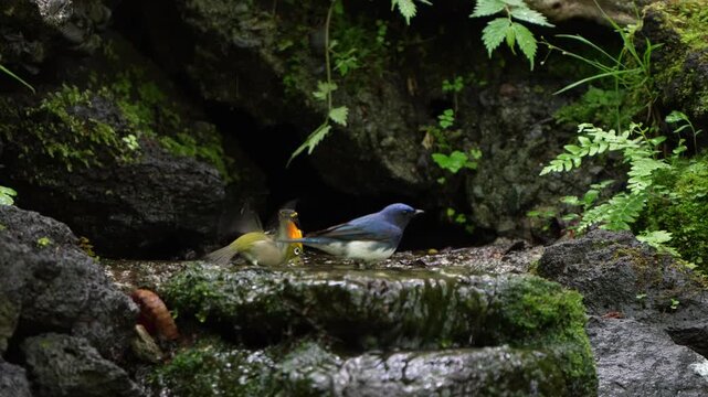 4K: Three beautiful Japanese birds, Narcissus Flycatcher, Blue-and-White Flycatcher, and Warbling White-eye bathing together.