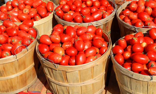Roma tomato or Roma is a plum tomato popularly used both for canning and producing tomato paste because of its slender and firm nature. Commonly found in supermarkets in some countries Roma tomatoes 