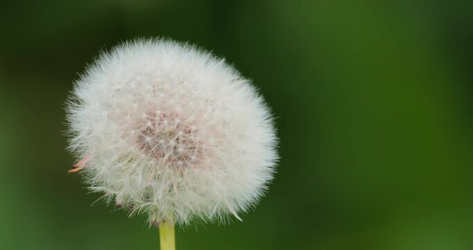 Ripe fruit of Taraxacum officinale. Dandelion on the street under raindrops. Close-up dandelion seed head with fluffy white pappus before dispersal. Delicate puffball outdoors, wind-ready seeds