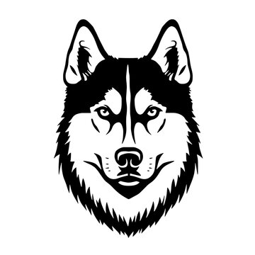 siberian husky head vector