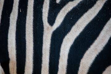 Fototapeta premium Zebra Stripes Close-up