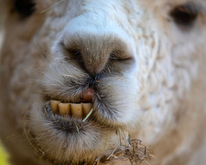 Fototapeta premium Llama Teeth