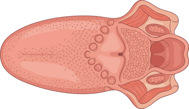 Anatomical illustration of the human tongue, depicting its dorsal surface, taste buds, and papillae. An educational diagram for studying oral anatomy and the physiology of taste