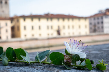 Kwiat nad rzeką Arno © Barbara