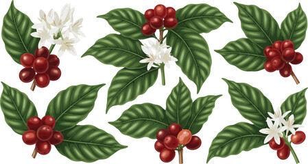Vintage botanical coffee branch illustration set with ripe red coffee cherries green leaves and white blossoms for organic cafe branding and agriculture design. © MdGohurul