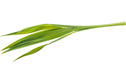 Fototapeta premium Fresh green lemongrass leaves isolated on white background, ideal for culinary, health, and wellness lifestyle concepts.