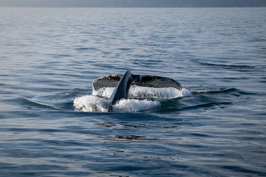 Humpback whale tail fluke diving into the ocean, Beagle Channel, Ushuaia
