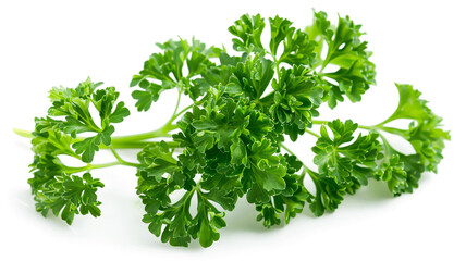 Obraz premium Fresh sprig of curly parsley isolated on a white background for culinary, food, and healthy lifestyle concepts.