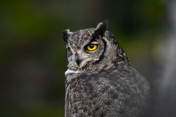 Portrait Tucuquere or Magellanic Horned Owl (Bubo magellanicus) perched on a branch © emiaronaph