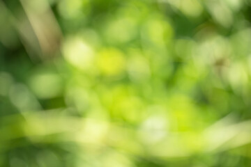 ecological blurred background, bokeh of green tree foliage