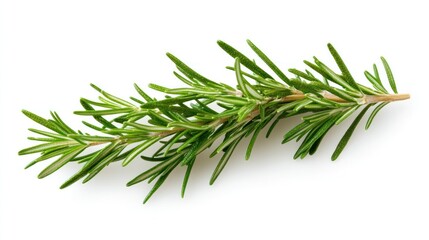 Rosemary Sprig: A vibrant sprig of rosemary, with its needle-like leaves, offers a fresh and aromatic essence, perfect for culinary and herbal uses.