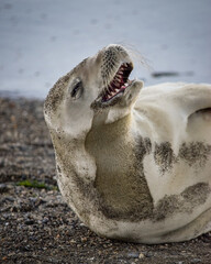 Naklejka premium Portrait of a crabeater seal (Lobodon carcinophaga) on coast of Tierra del Fuego, Patagonia Argentina