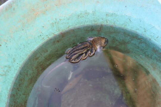 Mouse Floating in Water Bucket &ndash; Rural Safety and Wildlife Awareness