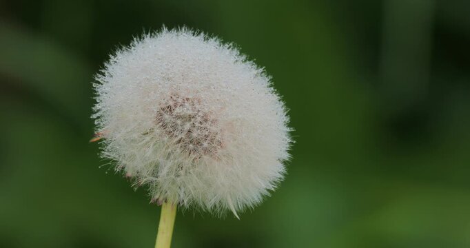 Symbol of life cycle, rebirth and passing time, delicate seeds before flight, natural change and fragility concept. Fluffy dandelion seed head ready to disperse in the wind