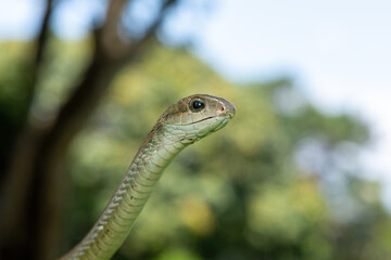 Naklejka premium Closeup of a beautiful female boomslang (Dispholidus typus), also known as a tree snake or African tree snake. Africa’s shy but deadly venomous snake