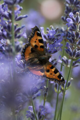 Motyl wśród lawendy © Barbara
