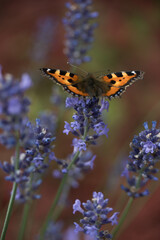 Motyl wśród lawendy © Barbara