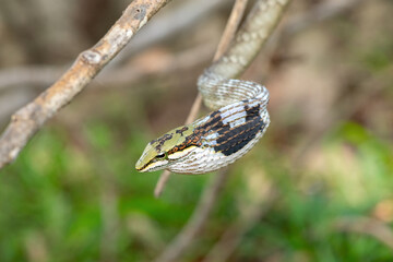 Obraz premium Close-up of a defensive southern vine snake (Thelotornis capensis), also known as a twig snake, or bird snake. A highly venomous snake found in southern Africa