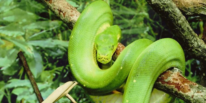 green tree python