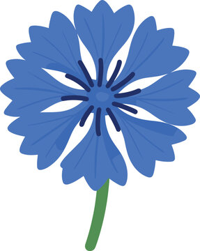 Stylized cornflower with flat design and vibrant color isolated on white