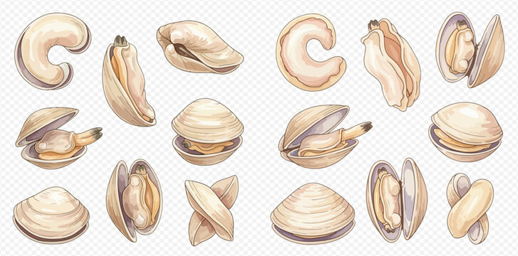 Watercolor illustration set of various fresh clams and mussels, perfect for seafood menus or culinary designs.