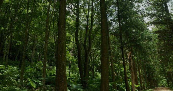 Fir Forest Path: A quiet path through towering trees where sunlight filters through.