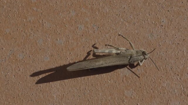 close-up of a common field grasshopper (Chorthippus brunneus) warming itself in the last rays of sun before the arrival of winter.