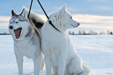 beautiful couple of  mini husky with blue eyes posing together at frozen snow at sunset. winter © anakondasp
