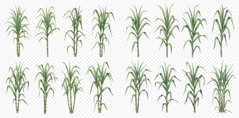 Fototapeta premium Set of fresh green sugarcane plants with leaves isolated on transparent background.