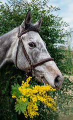 Portrait of a Horse with Mimosa Flowers
